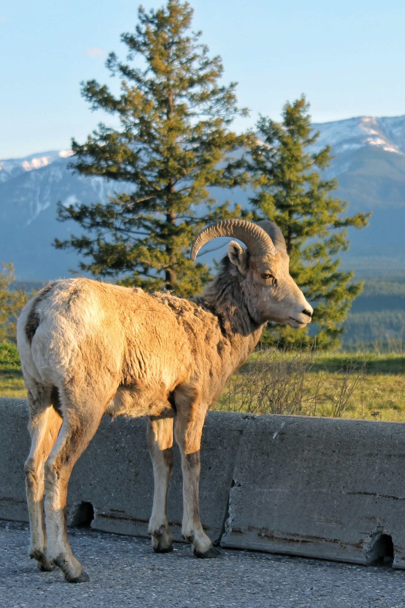 Mountain sheep near Radium, BC