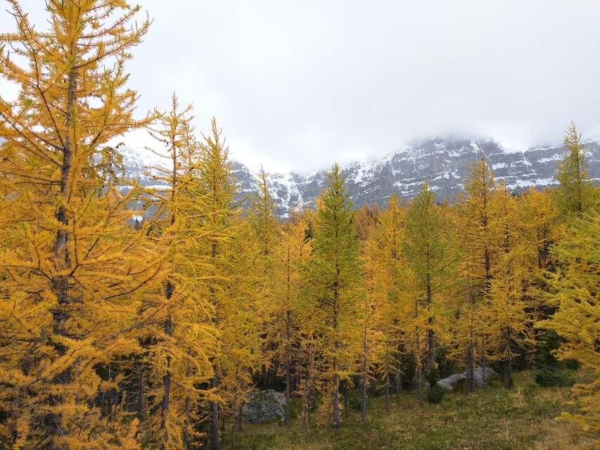 2016-09-17  -  Larch Valley, BC