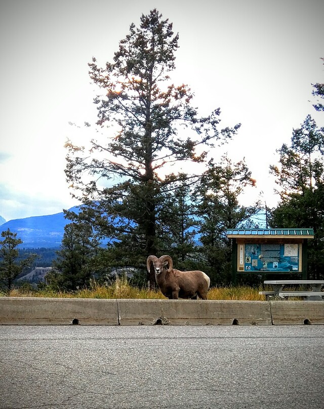 2016-09-18  -  Radium, BC