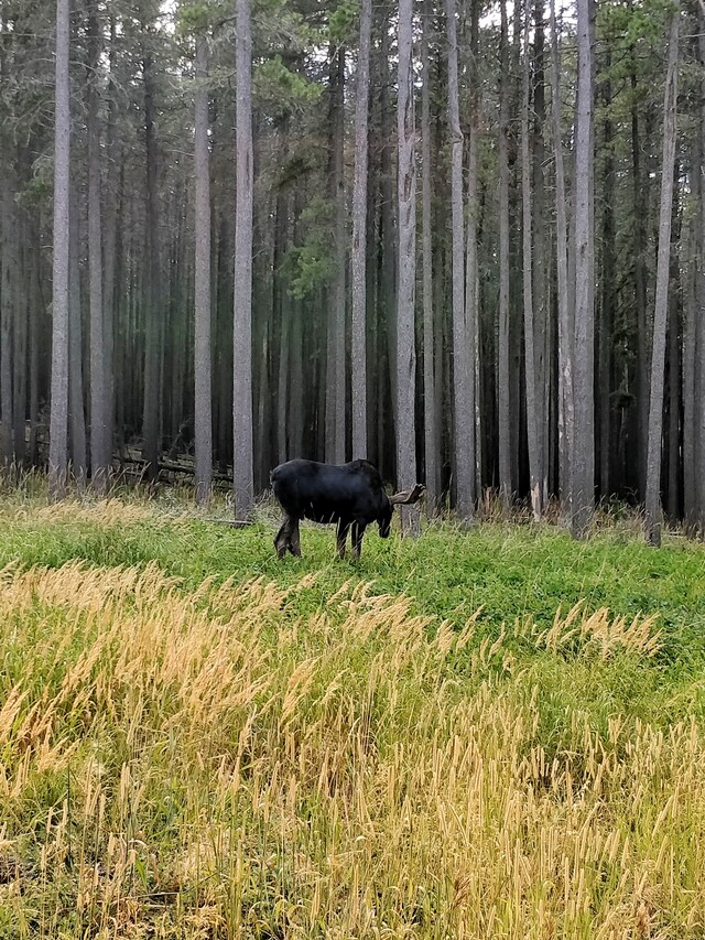 2017-08-12  -  Pine Cree Regional Park, Eastend, SK