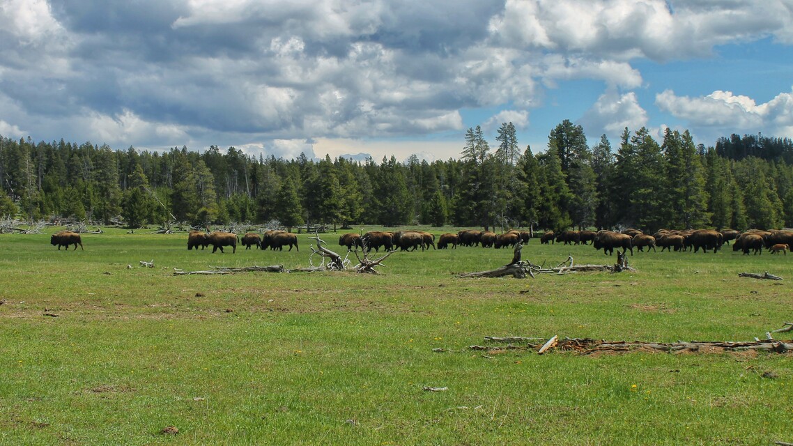 2018-05-21 - Bison, Yellowstone National Park, WY