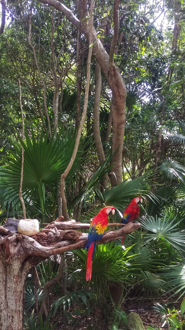 2019-10-10  -  Macaws, Playa del Carmen, Cancun, MX