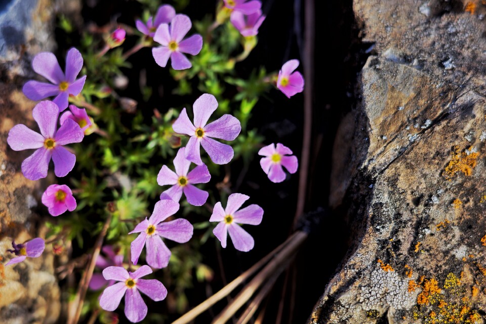 2024-04-14  -  Spring Flowers, Mt. Helena, MT