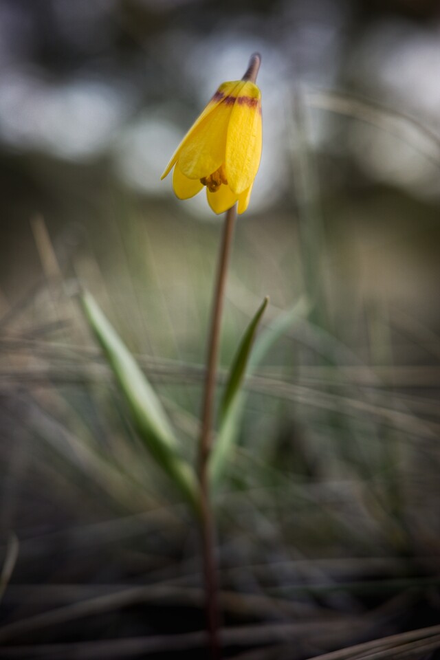 2024-04-14  -  Spring In Bloom, Mt. Helena, MT