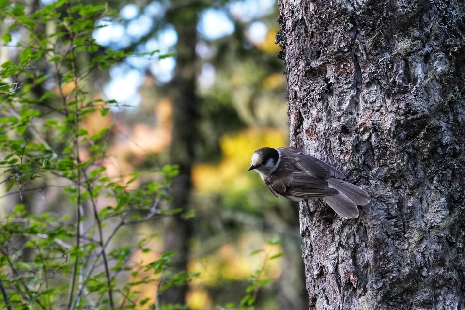 2024-06-18  -  Mount Storm King Trail, Olympic National Park, WA