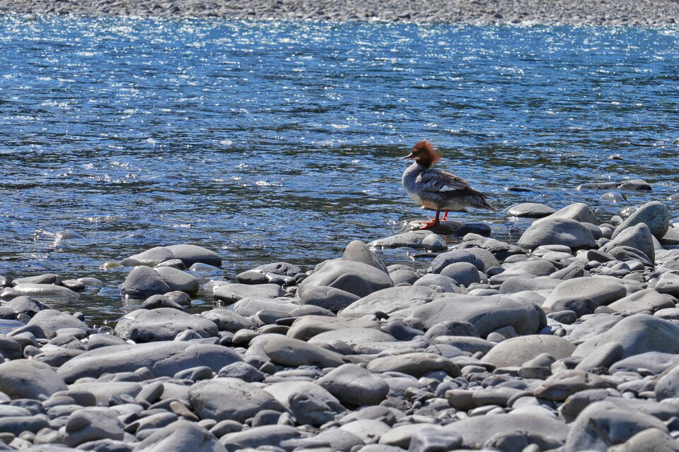 2024-06-19  -  Bird on the River, Hoh Rain Forest, Olympic National Park, WA
