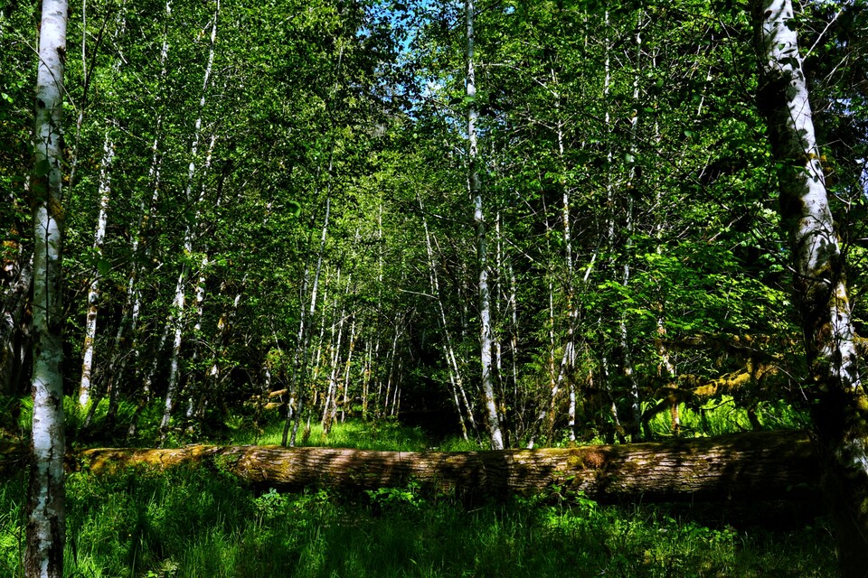 2024-06-19  -  Hoh Rain Forest, Olympic National Park, WA