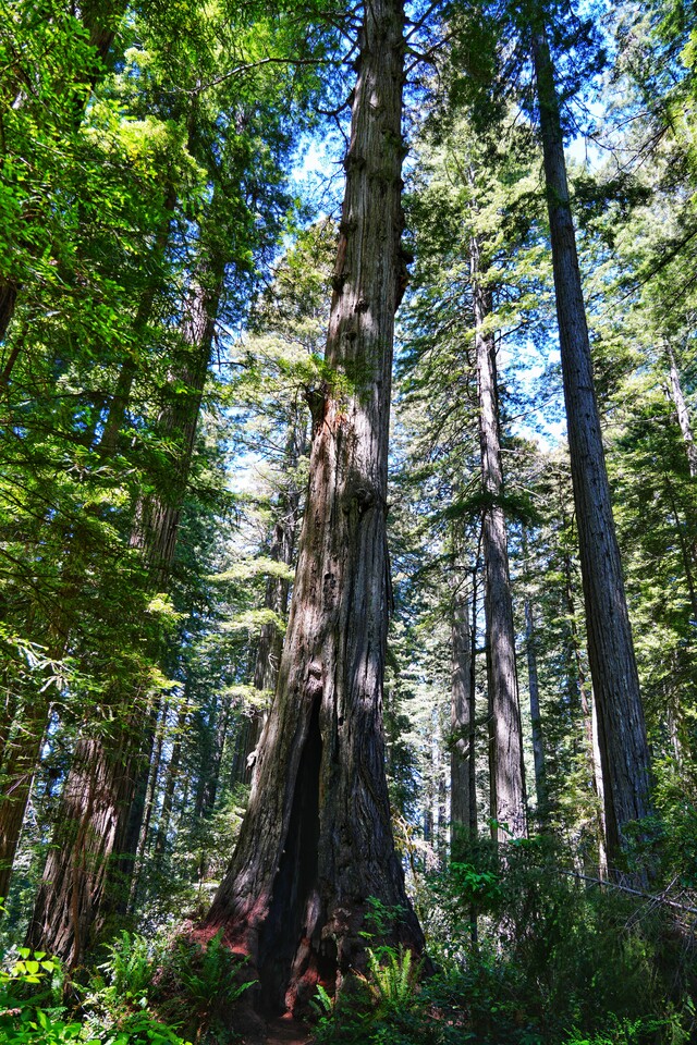 2024-06-22  -  Redwood National Park, CA