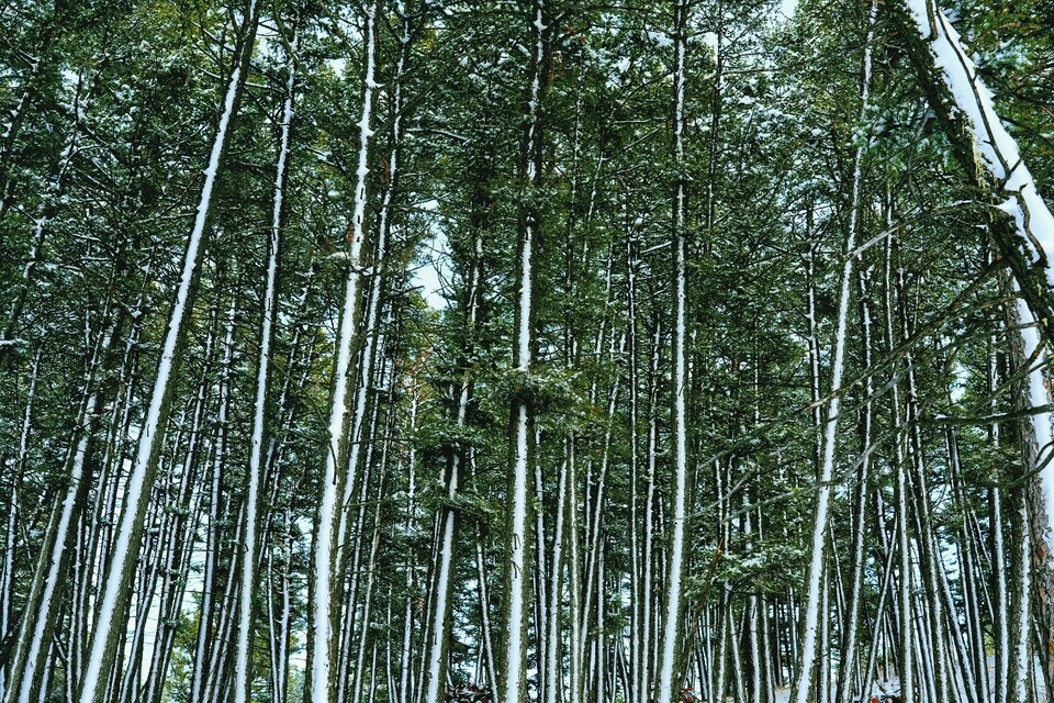 2024-11-16  -  Trees Having A Good Time, Helena, MT