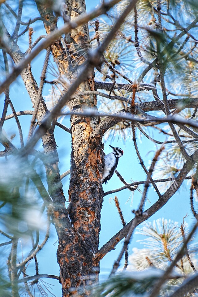 2025-01-26  -  Ambrose Trail, Helena MT