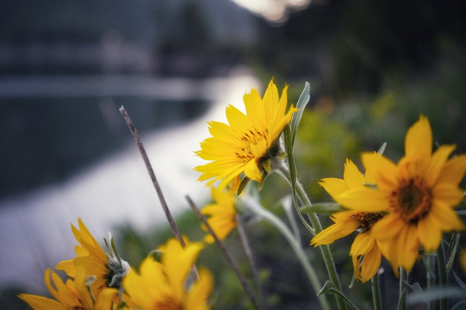 2025-05-03  -  Salmon Lake, MT