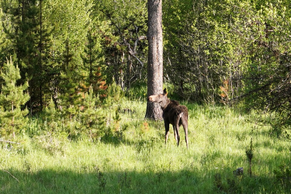 2025-06-06  -  Lolo National Forest, MT