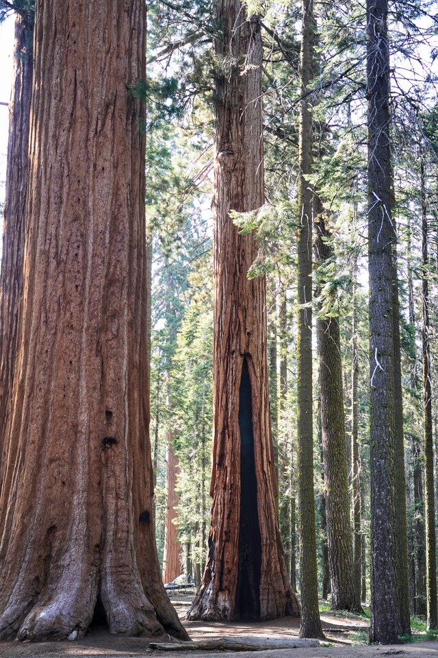 2025-06-16  -   Sequoia National Park, CA