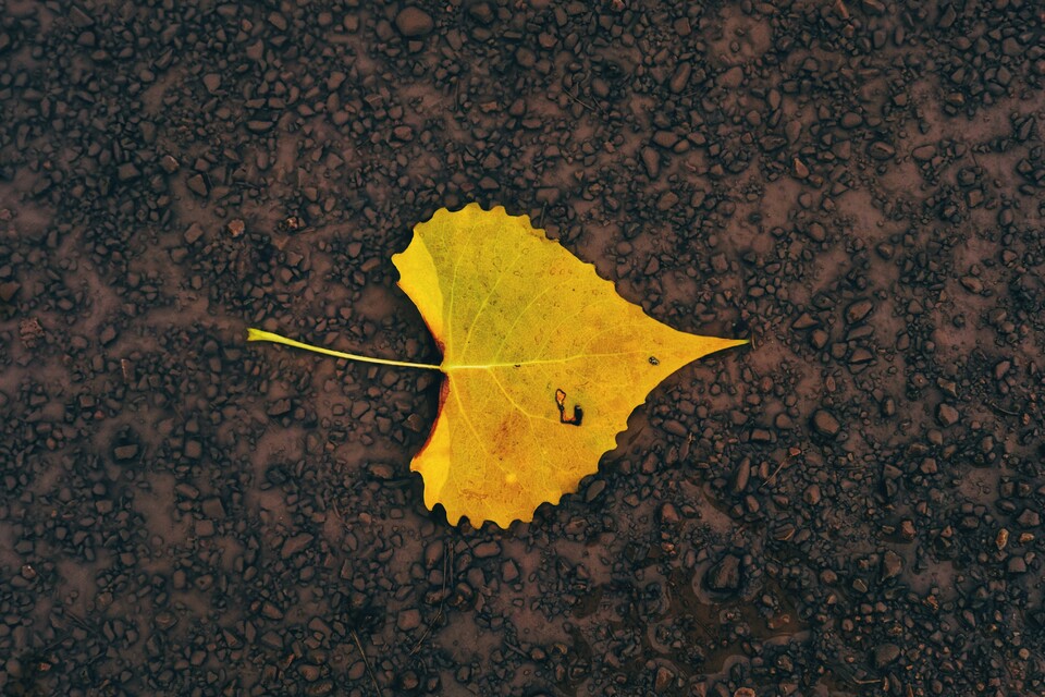 2025-08-04 - Spring Meadow State Park, Helela, MT