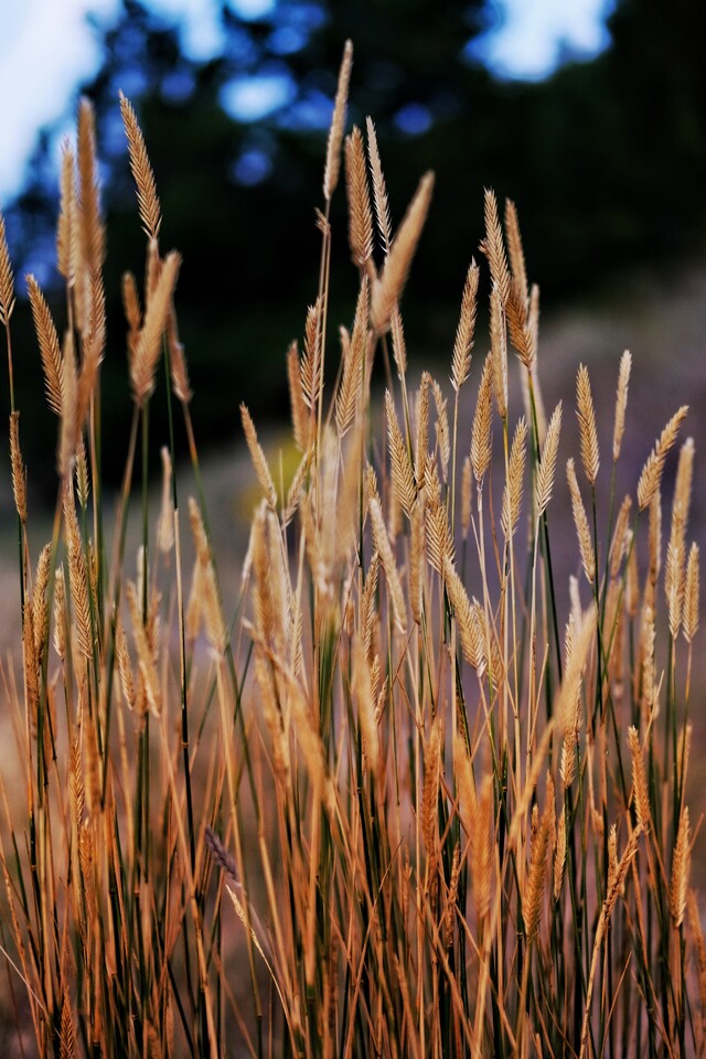 2025-09 07 - White Creek, Goose Bay Campground, Helela, MT