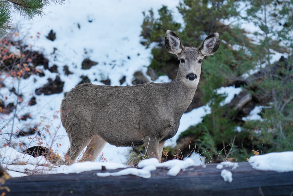 2025-10 17 - Mount Helena, Helena, MT