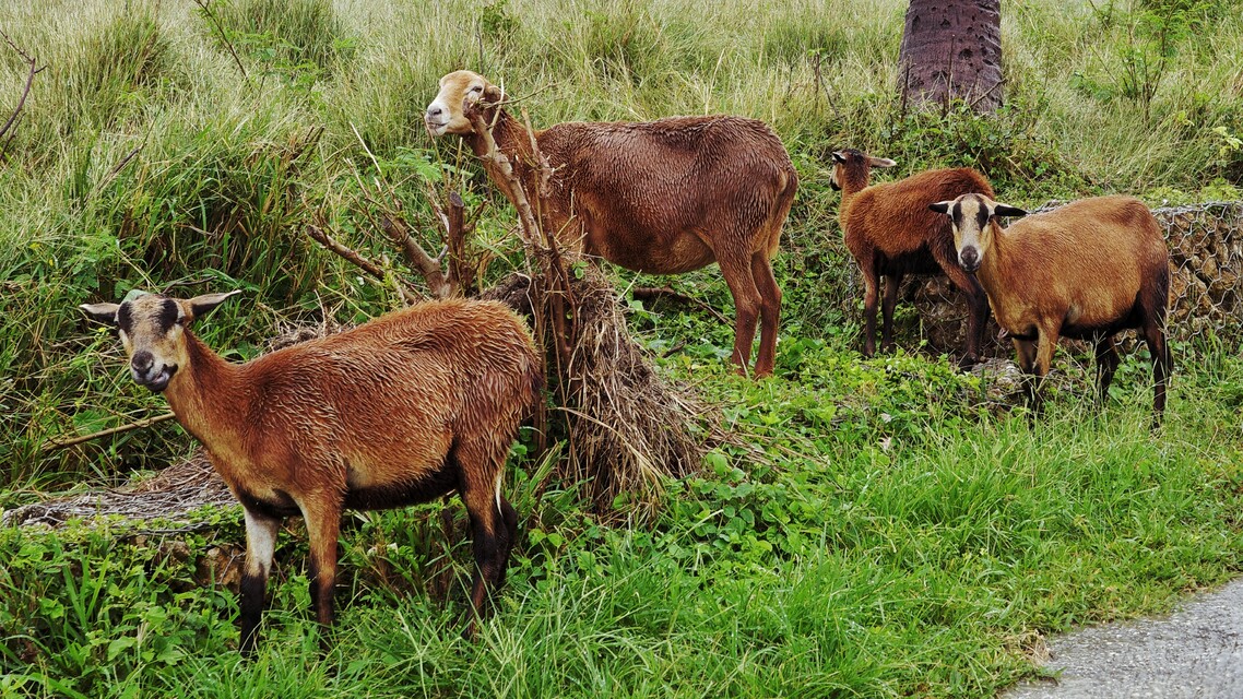 2025-12-29 - Black Belly Sheep near Cherry Tree Hill, Barbados