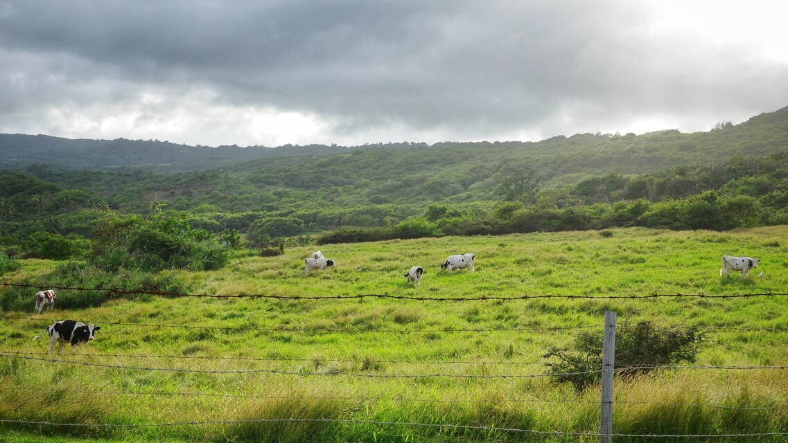 2025-12-29 - Cherry Tree Hill, Barbados