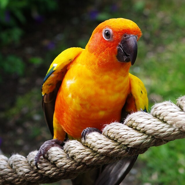 2025-12-30 - Graeme Hall Nature Sanctuary, Barbados