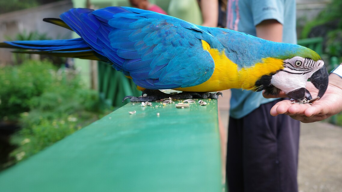 2025-12-30  - Graeme Hall Nature Sanctuary, Barbados