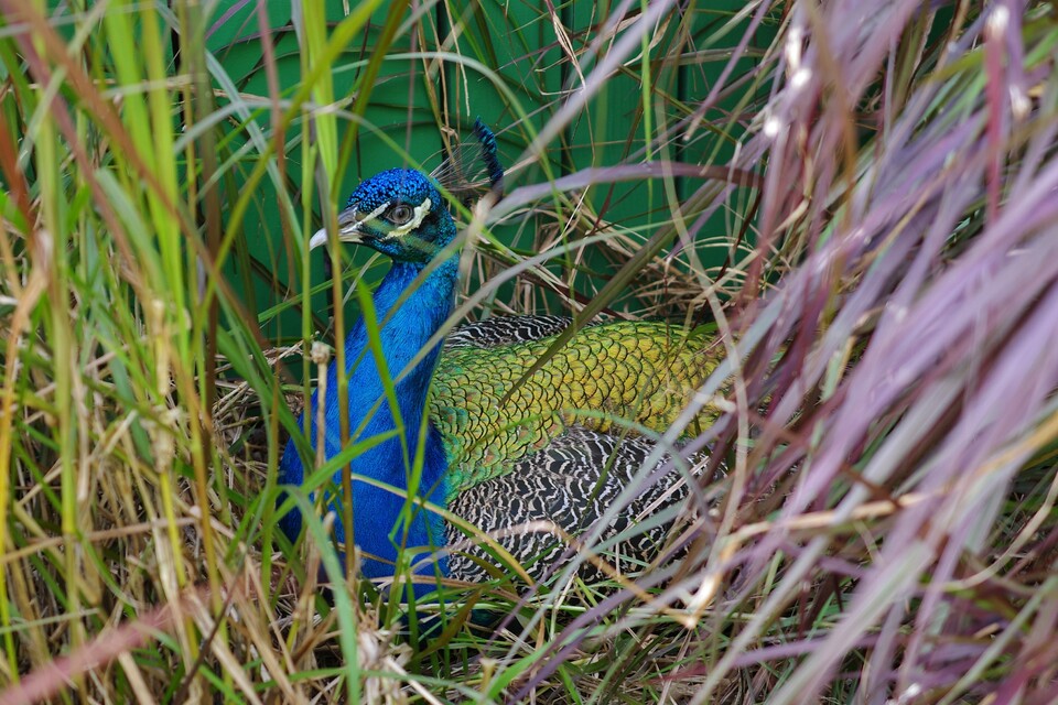 2025-12-30   - Graeme Hall Nature Sanctuary, Barbados