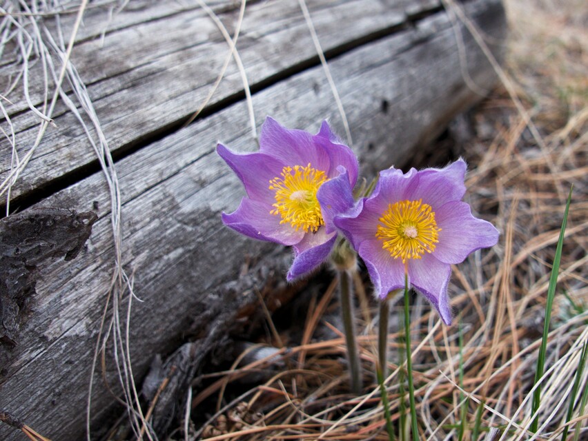 2026-04-05  -  First signs of Spring, Mount Helena, Helena, MT