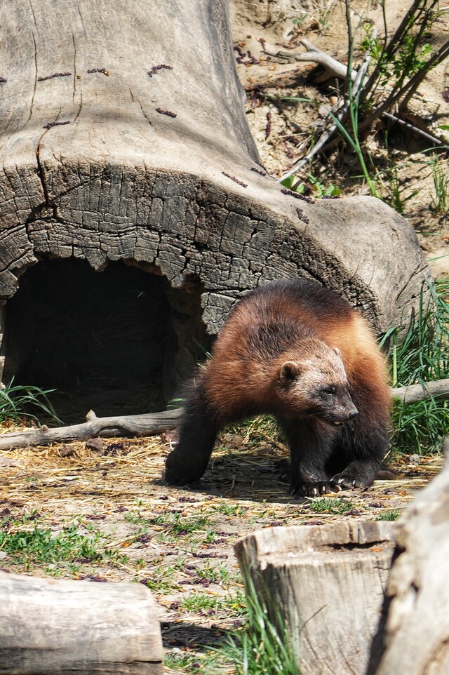 2026-04-23  -  Billings Zoo, Billings, MT