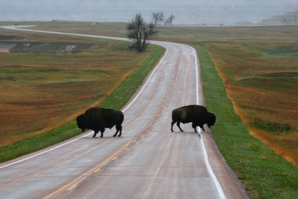 2026-04-26  -  Badlands National Park, SD