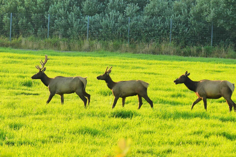 2026-07-21  -  Elk in Fort Stevens State Park, Hammond, OR